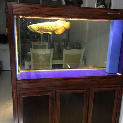 金龍魚缸晚上用開燈嗎？：金龍魚缸晚上是否需要開燈，有幾個特殊情況要考慮 龍魚百科 第3張