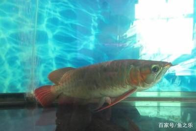 龍魚(yú)吃飽趴缸會(huì)死嗎：龍魚(yú)吃飽后趴缸會(huì)死嗎 龍魚(yú)百科 第2張