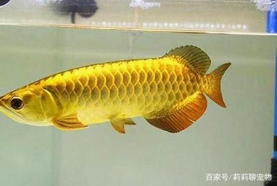 金龍魚的外形特點描寫句子：金龍魚是一種外形獨特的觀賞魚，其身長約20-25厘米 龍魚百科 第3張