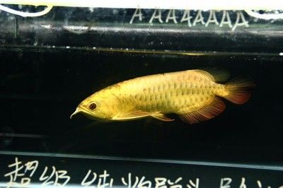 過(guò)背金龍魚(yú)用什么色溫的燈比較好：過(guò)背金龍魚(yú)的燈光如何選擇