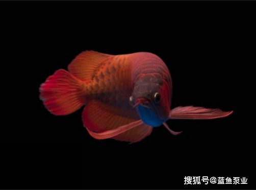 紅龍魚生長多少年停止生長了：紅龍魚在人工飼養(yǎng)條件下