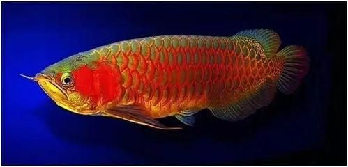 紅龍魚(yú)肚子朝上是什么原因：紅龍魚(yú)肚子朝上是什么原因呢？ 龍魚(yú)百科 第2張