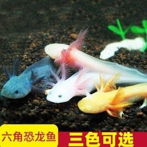 小龍魚觀賞魚怎么養(yǎng)的：小龍魚的飼養(yǎng)注意事項(xiàng) 龍魚百科 第2張