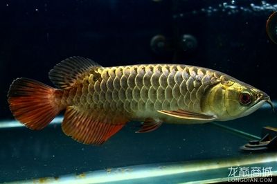 金頭過(guò)背金龍魚多大頭才會(huì)金：金頭過(guò)背金龍魚多大頭才會(huì)金色