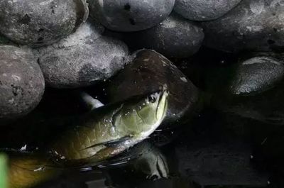 龍魚喂蛙的好處：龍魚喂蛙的好處是補充營養(yǎng)，