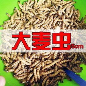 怎樣喂龍魚吃蜈蚣飼料：喂食蜈蚣飼料是許多龍魚飼養(yǎng)者為了促進(jìn)龍魚發(fā)色的一種方法