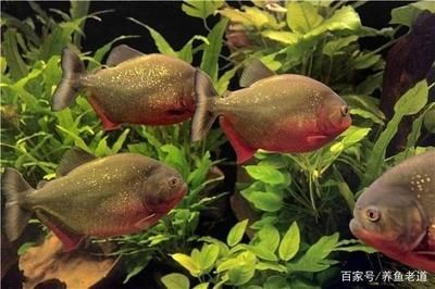 龍魚倒缸翻身：關(guān)于龍魚倒缸翻身的原因和處理方法 龍魚百科 第2張