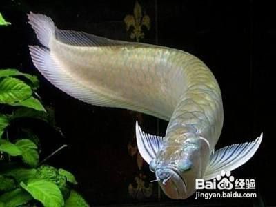 新龍魚趴缸怎么處理：新龍魚趴缸處理方法 龍魚百科 第1張