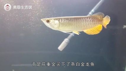 金龍魚(yú)為什么老張嘴：金龍魚(yú)老張嘴可能有多種原因