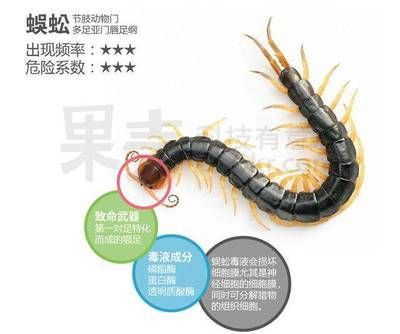 龍魚喂蜈蚣多久喂一次好：龍魚喂蜈蚣多久喂一次好呢？ 龍魚百科 第1張