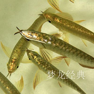 龍魚的芯片會掉嗎：龍魚的芯片會掉嗎？ 龍魚百科 第1張