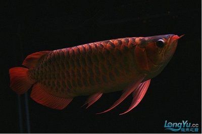 紅龍魚什么品種好養(yǎng)：紅龍魚是一種非常受歡迎的熱帶淡水觀賞魚品種