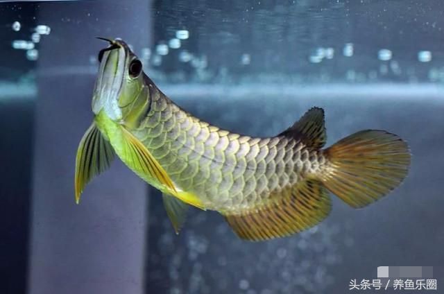 養(yǎng)龍魚不喂活食行嗎怎么喂：養(yǎng)龍魚不喂活食可以嗎 龍魚百科 第2張