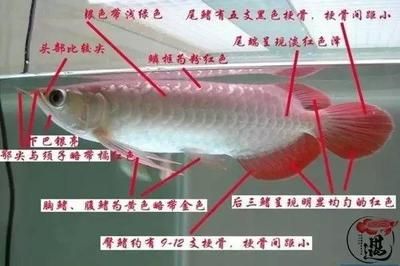 紅龍魚怎么區(qū)分好壞：太平洋家居紅龍魚鑒別紅龍魚紅龍魚品質(zhì)的關(guān)鍵因素