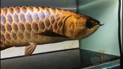 古典金龍魚(yú)特點(diǎn)描述：古典金龍魚(yú),古典金龍魚(yú)特點(diǎn)描述