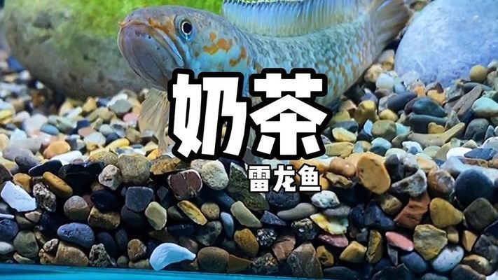 奶茶雷龍可以混養(yǎng)什么魚(yú)：奶茶雷龍魚(yú)在混養(yǎng)時(shí)應(yīng)選擇體型相近或略大的魚(yú)類(lèi)混養(yǎng) 龍魚(yú)百科 第2張