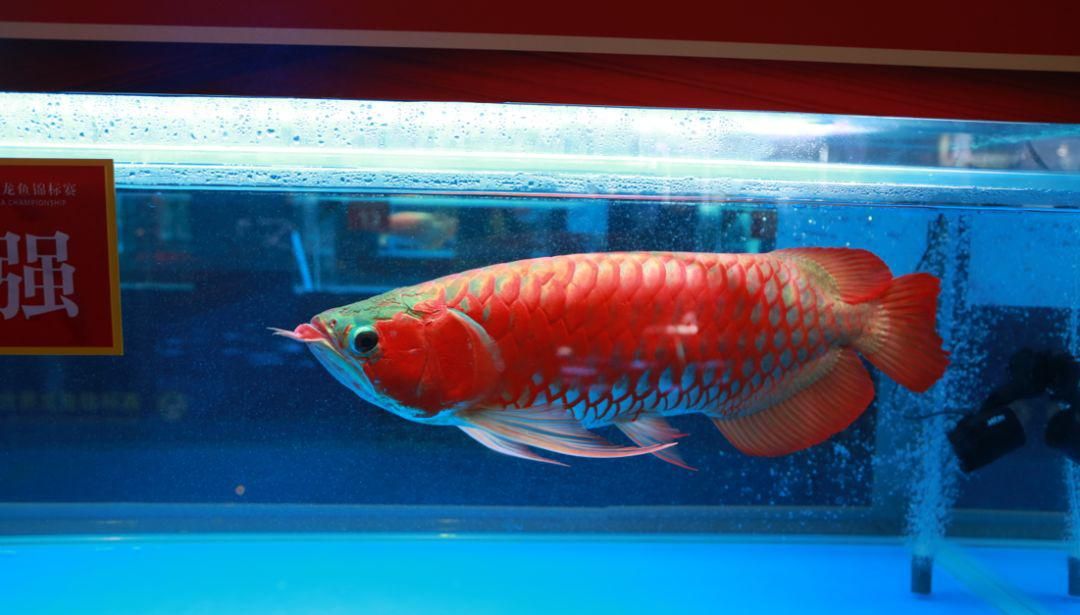 金底紅龍魚好嗎？：金底紅龍魚好嗎 龍魚百科 第2張