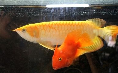 金底紅龍魚好嗎？：金底紅龍魚好嗎 龍魚百科 第3張