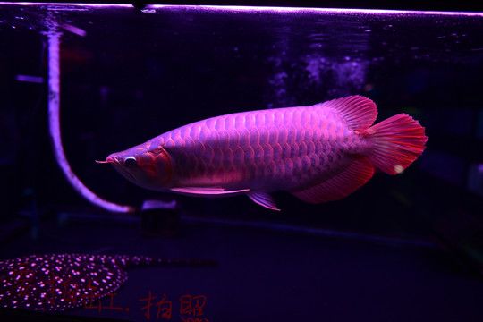 金龍魚水族館