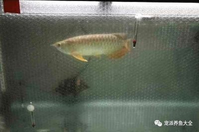 養(yǎng)龍魚的魚缸一個月用多少電費正常：養(yǎng)龍魚的魚缸一個月用多少電費 龍魚百科 第1張