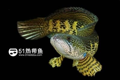 小型雷龍魚的品種介紹圖：關(guān)于小型雷龍魚的介紹 龍魚百科 第1張