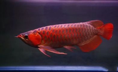 金龍魚(yú)的贊美詞語(yǔ)：關(guān)于金龍魚(yú)的贊美詞語(yǔ) 龍魚(yú)百科