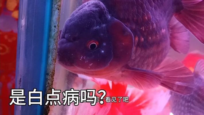 金龍魚頭上有白色的是什么病：金龍魚頭部出現(xiàn)白色癥狀可能是由幾種疾病引起的，要確診并治療