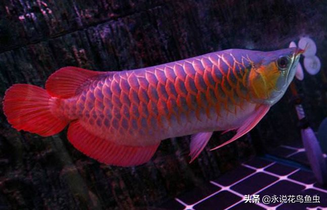 紅龍魚哪個品種比較好一點：關(guān)于紅龍魚的一些品種及其特點