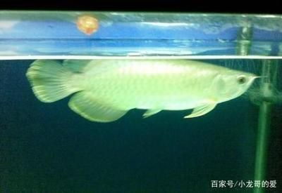 普通龍魚價格多少錢一只：龍魚價格一般多少錢？ 龍魚百科 第1張