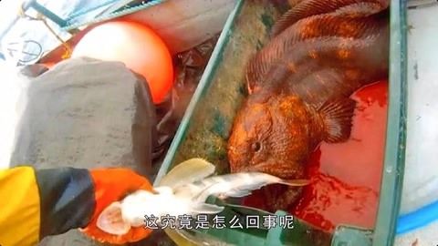 龍魚不動(dòng)了：龍魚不動(dòng)可能是由于多種原因引起的，可能是多種原因引起的 龍魚百科 第2張