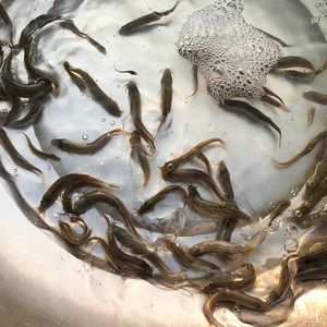 龍魚浮水面：關(guān)于龍魚浮水面的問題