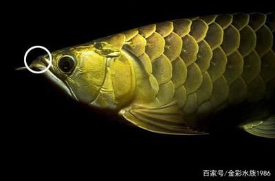 金龍魚(yú)真假辨別方法：如何辨別金龍魚(yú)的真?zhèn)? title=