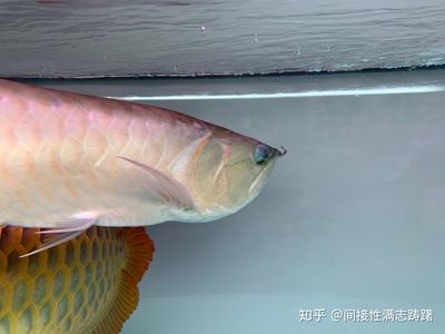 龍魚眼睛突出 龍魚百科 第3張