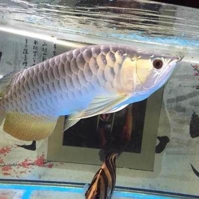 50公分金龍魚大概多少錢一條：50公分金龍魚的價(jià)格 龍魚百科 第2張