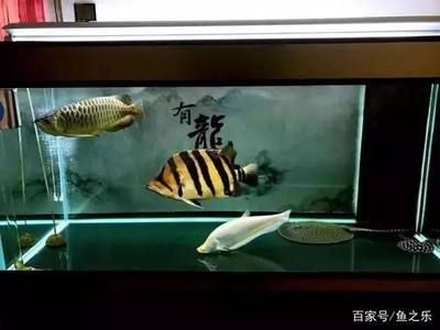 龍魚在魚缸角落不動是為什么：龍魚在魚缸角落不動可能有多種原因 龍魚百科 第1張