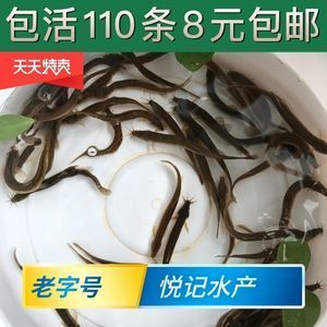 金龍魚翹嘴是為什么：金龍魚翹嘴可能是遺傳特征， 龍魚百科 第3張