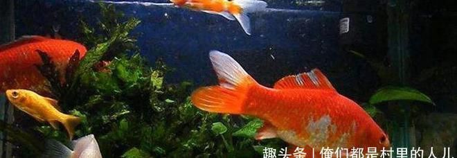 養(yǎng)小金龍魚要注意什么事項(xiàng)：養(yǎng)小金龍魚的注意事項(xiàng) 龍魚百科 第1張