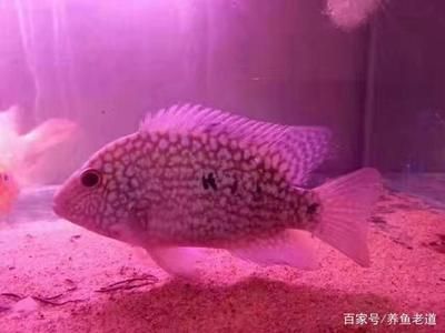 龍魚能長幾年不長大嗎：銀龍魚的生長速度和周期因其品種和生活環(huán)境不同而有所差異