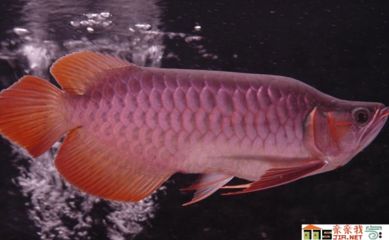 龍魚注意事項：飼養(yǎng)龍魚時需要注意以下幾個方面，龍魚健康快樂地成長 龍魚百科 第1張