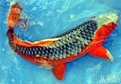 龍魚注意事項：飼養(yǎng)龍魚時需要注意以下幾個方面，龍魚健康快樂地成長 龍魚百科 第3張