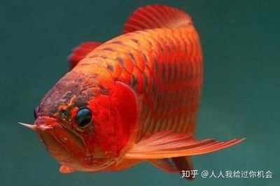 紅龍魚水溫多少度合適養(yǎng)：紅龍魚水溫多少度合適養(yǎng)紅龍魚水溫多少度合適