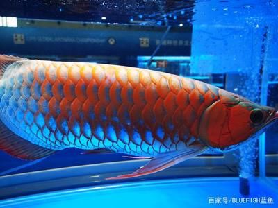 養(yǎng)龍魚用什么過濾器最好最安全：養(yǎng)龍魚用什么過濾器最好 龍魚百科 第2張