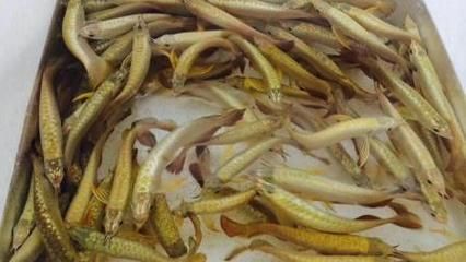 固原龍魚專賣店：在固原市，有一些地方可以買到龍魚,固原龍魚專賣店 龍魚百科 第1張