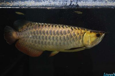 金龍魚(yú)選哪個(gè)品種：如何挑選金龍魚(yú)