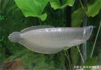 成年龍魚多久喂一次飼料：成年龍魚的喂食頻率