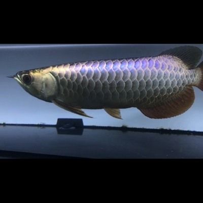 金龍魚是冷水還是熱帶：金龍魚是冷水還是熱帶魚 龍魚百科 第2張