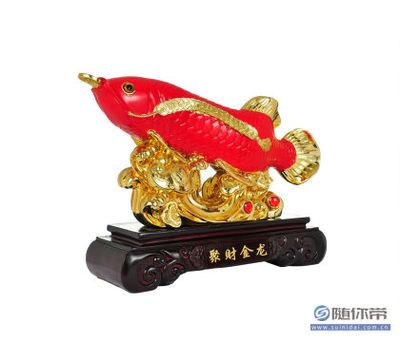 聚財(cái)龍魚放在家里好嗎：養(yǎng)聚財(cái)龍魚放在家里好嗎，聚財(cái)龍魚放在家里好嗎 龍魚百科 第1張