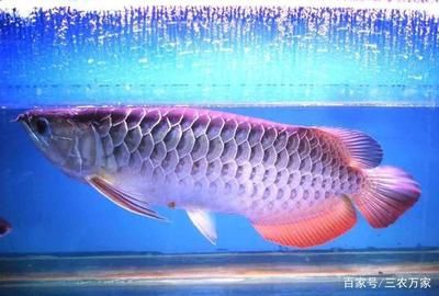 跟金龍魚相似的魚：與金龍魚相似的魚種類 龍魚百科 第3張