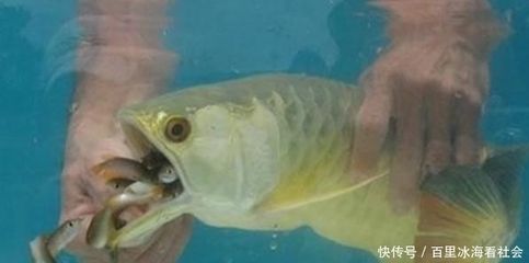 小金龍魚(yú)吃什么：小金龍魚(yú)在不同生長(zhǎng)階段有不同的飲食需求 龍魚(yú)百科 第1張