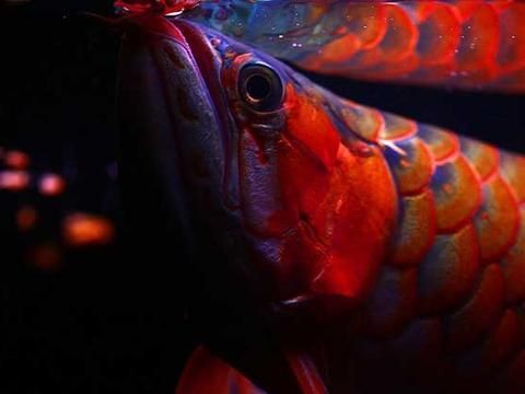 紅金龍魚怎么養(yǎng)殖方法：紅金龍魚怎么養(yǎng)殖 龍魚百科 第2張